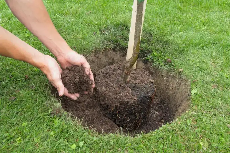 Expert Tree Planting Services Albuquerque, NM Expert Tree Planting Services Albuquerque, NM