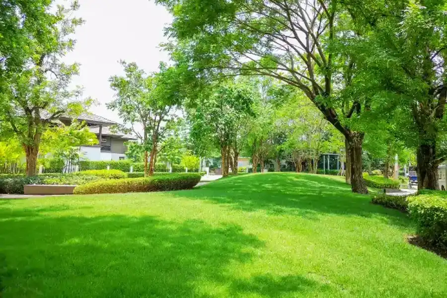 How Professional Lawn Maintenance Saves Time And Effort Albuquerque, NM