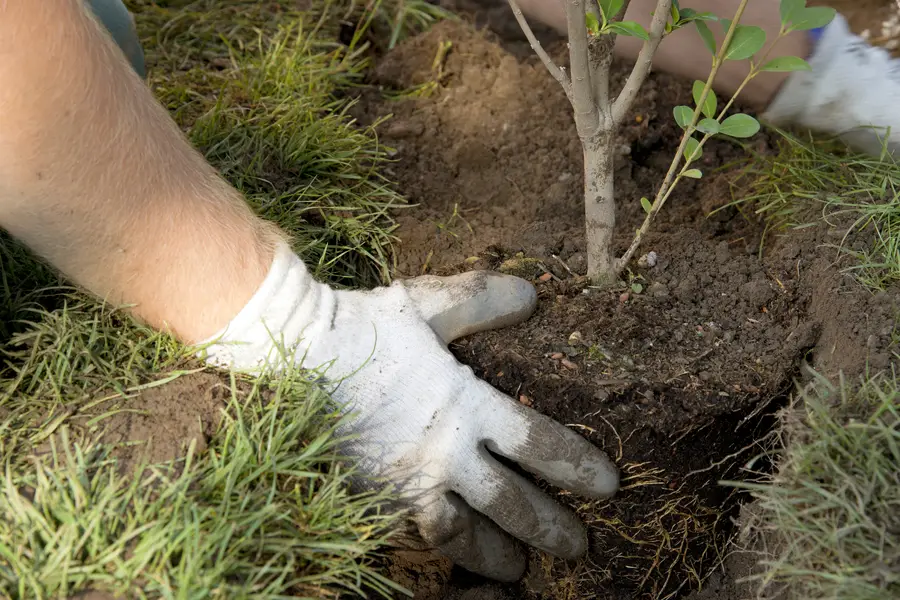 What To Expect During A Tree Planting Service Appointment Albuquerque, NM